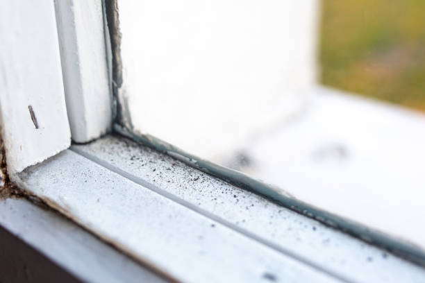 Best Water Damage & Mold Remediation  in Kent Estates, IA
