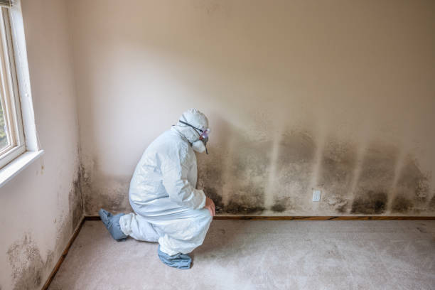 Best Mold Removal for HVAC Installations  in Kent Estates, IA