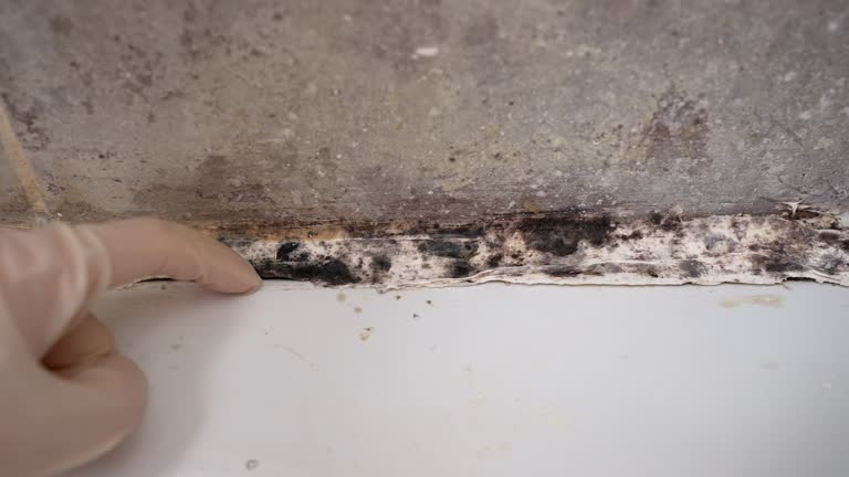 Best Black Mold Removal  in Kent Estates, IA